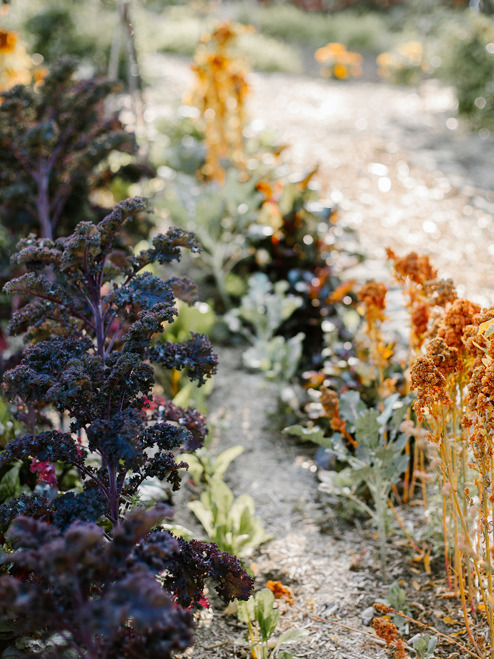 Potager-la_Neuve_Cour-3